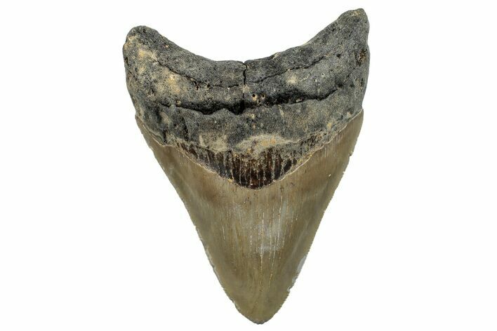 Serrated, Fossil Megalodon Tooth - North Carolina #255213